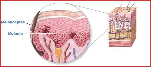 The principles of vitiligo