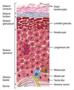 The skin layers 