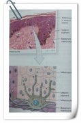 Role of Pigmentation related to Vitiligo