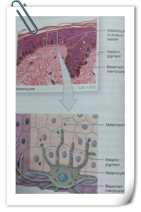 The role of pigmentation