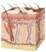 Some Factors Cause Vitiligo