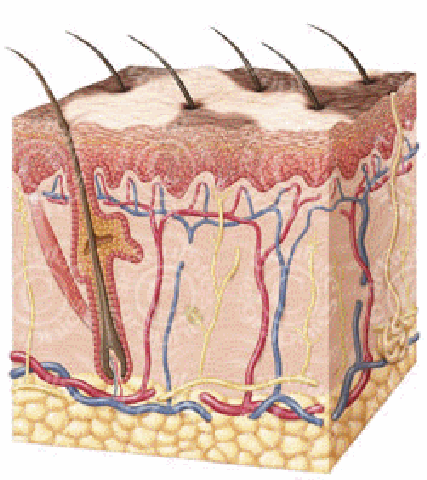 some factors cause vitiligo