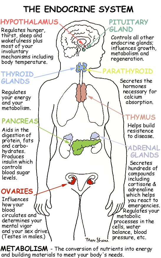 Vitiligo is relevant with endocrine system