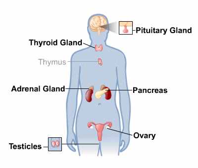 vitiligo and internal secretion system