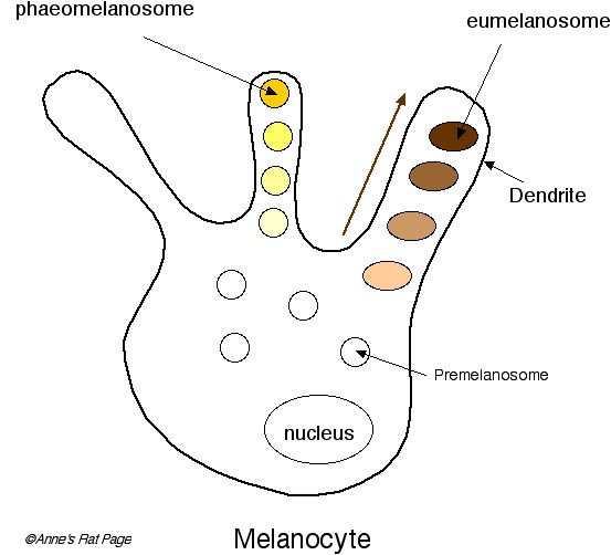 Vitiligo related to self-destructed of melancytes?