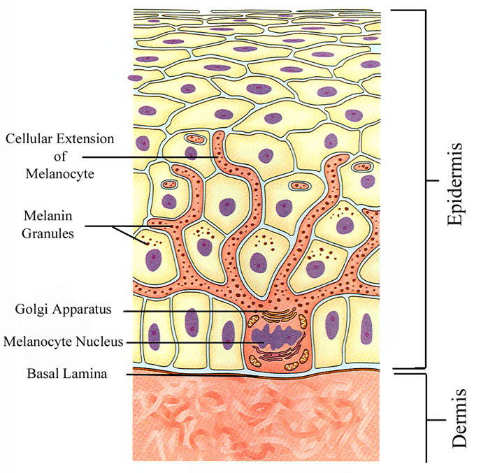 How does melancytes link to vitiligo? 