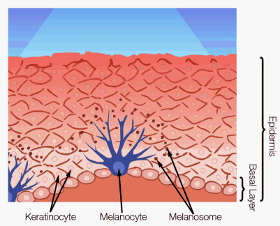  the advanced diagnoses device: three dimensional skin CT 