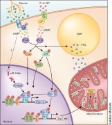 The Relation between Catecholamine and Viti