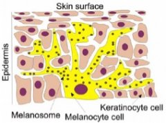 From Cells Level to Treat Vitiligo