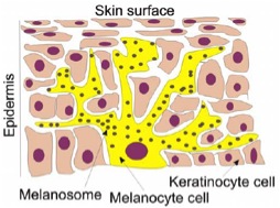 From cells to treat vitiligo