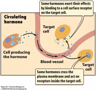 Vitiligo is Related to Endocrine System