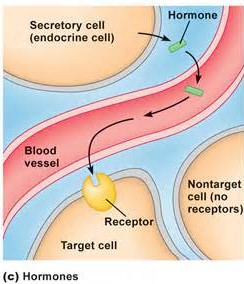 Three weakness factors for vitiligo