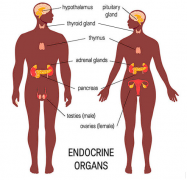 Is Vitiligo Related to Endocrine?